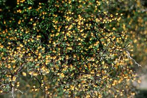 Corokia cotoneaster